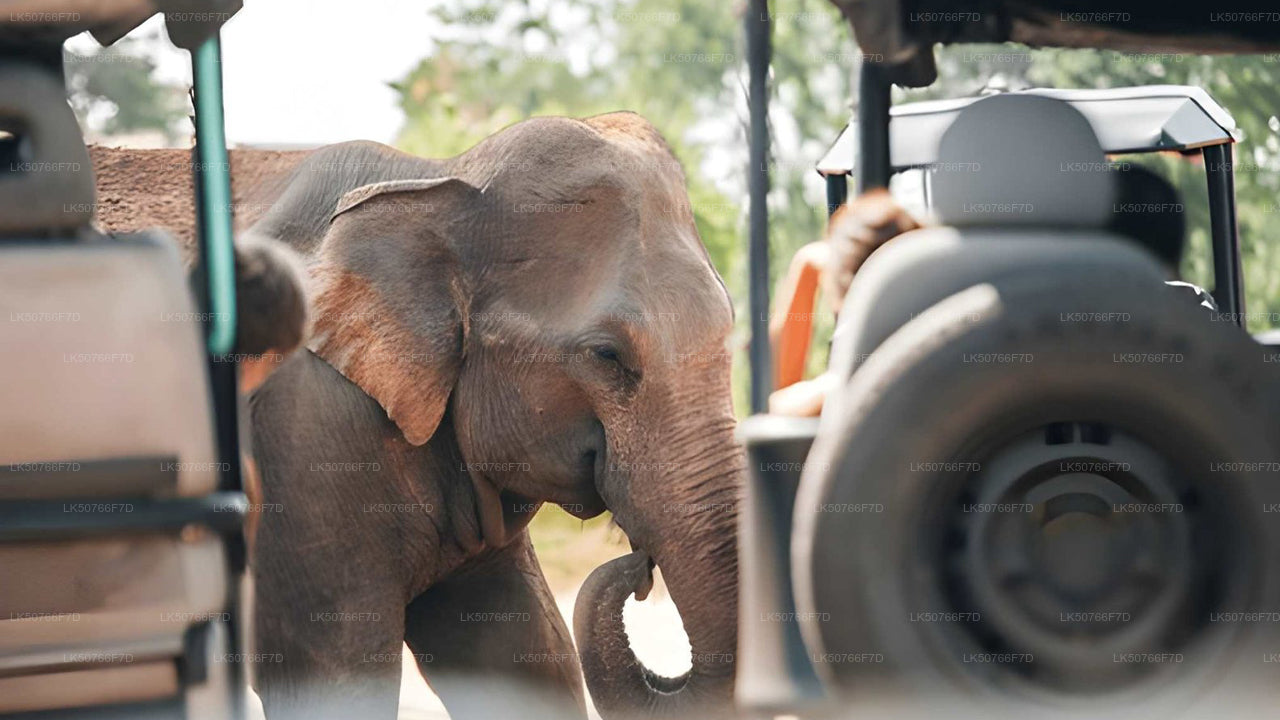 Safari privado com guia naturalista no Parque Nacional de Udawalawe.