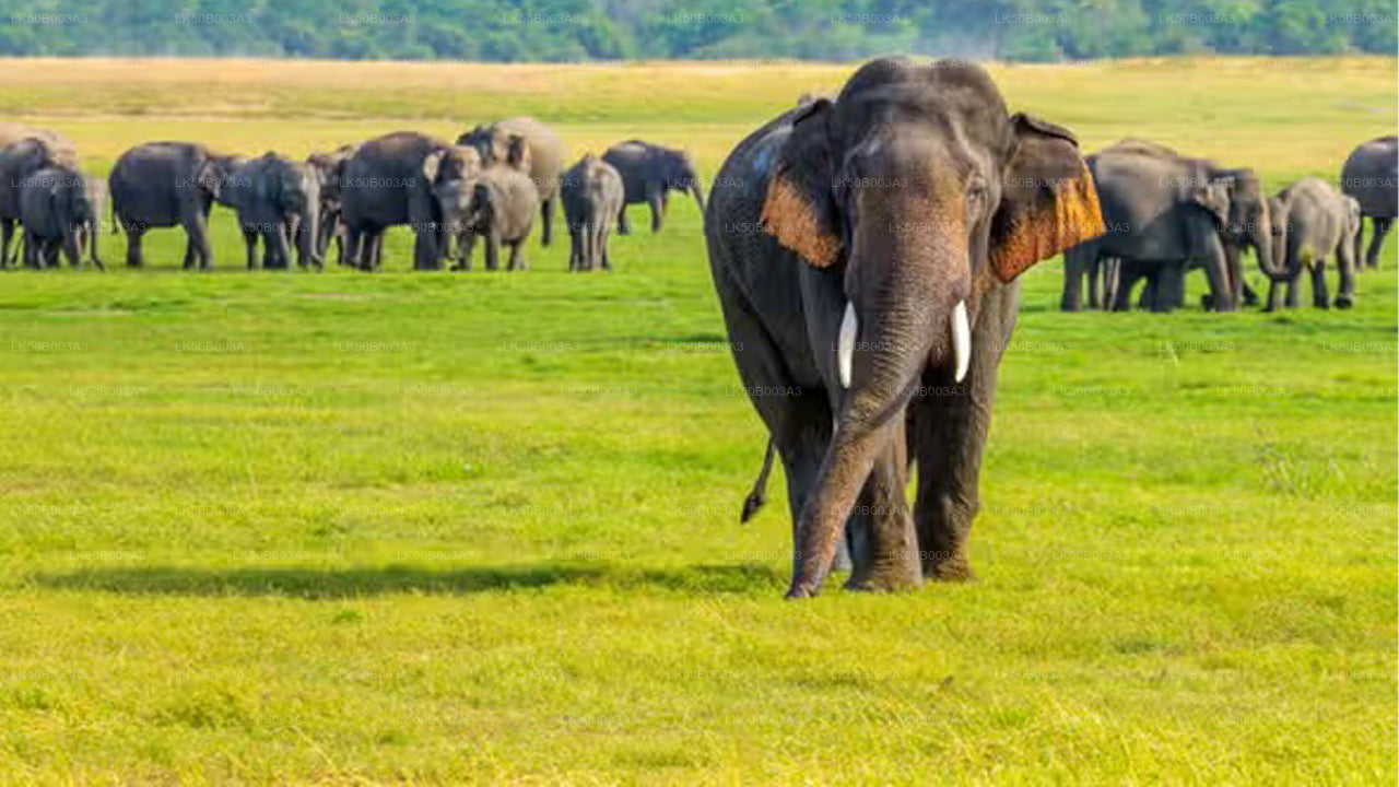 මින්නේරිය ජාතික වනෝද්‍යානය පුද්ගලික සෆාරි