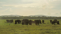 Kaudulla National Park Shared Safari
