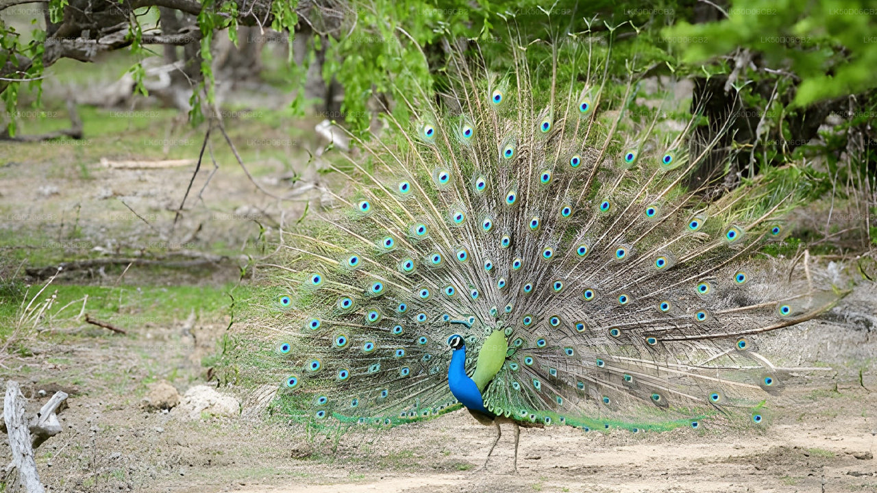 Peacock displaying its feathers in a natural setting with trees and ground.