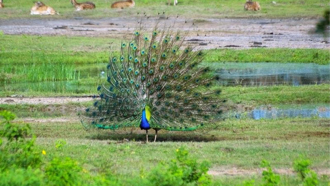 Prywatne safari w Parku Narodowym Bundala