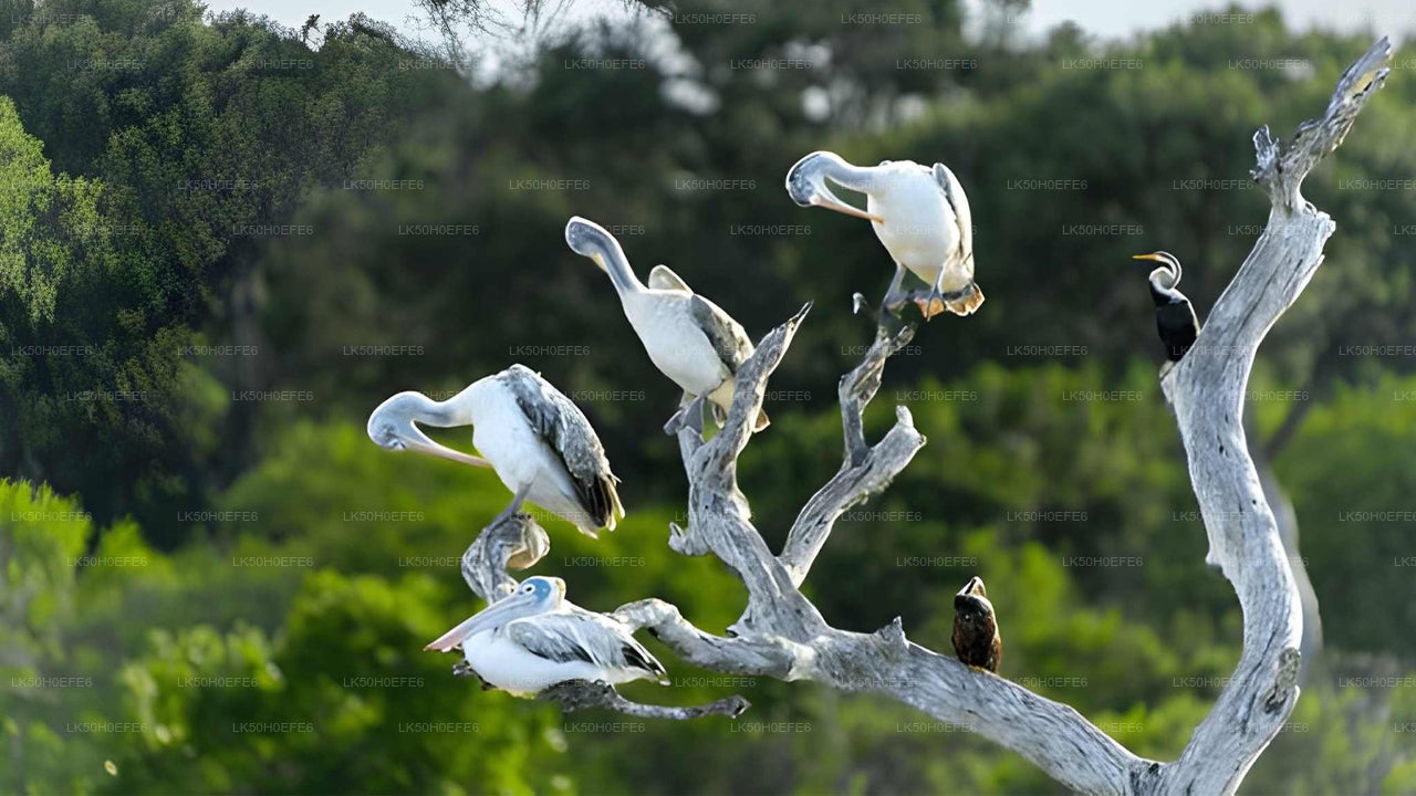 Prywatne safari w Parku Narodowym Bundala