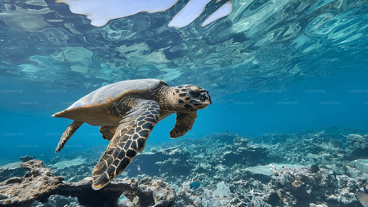 Snorkeling with Sea Turtles from Pigeon Island