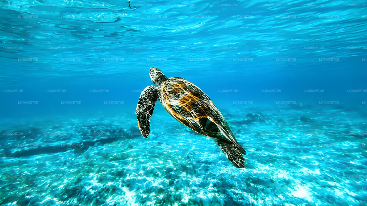 Snorkeling with Sea Turtles from Pigeon Island