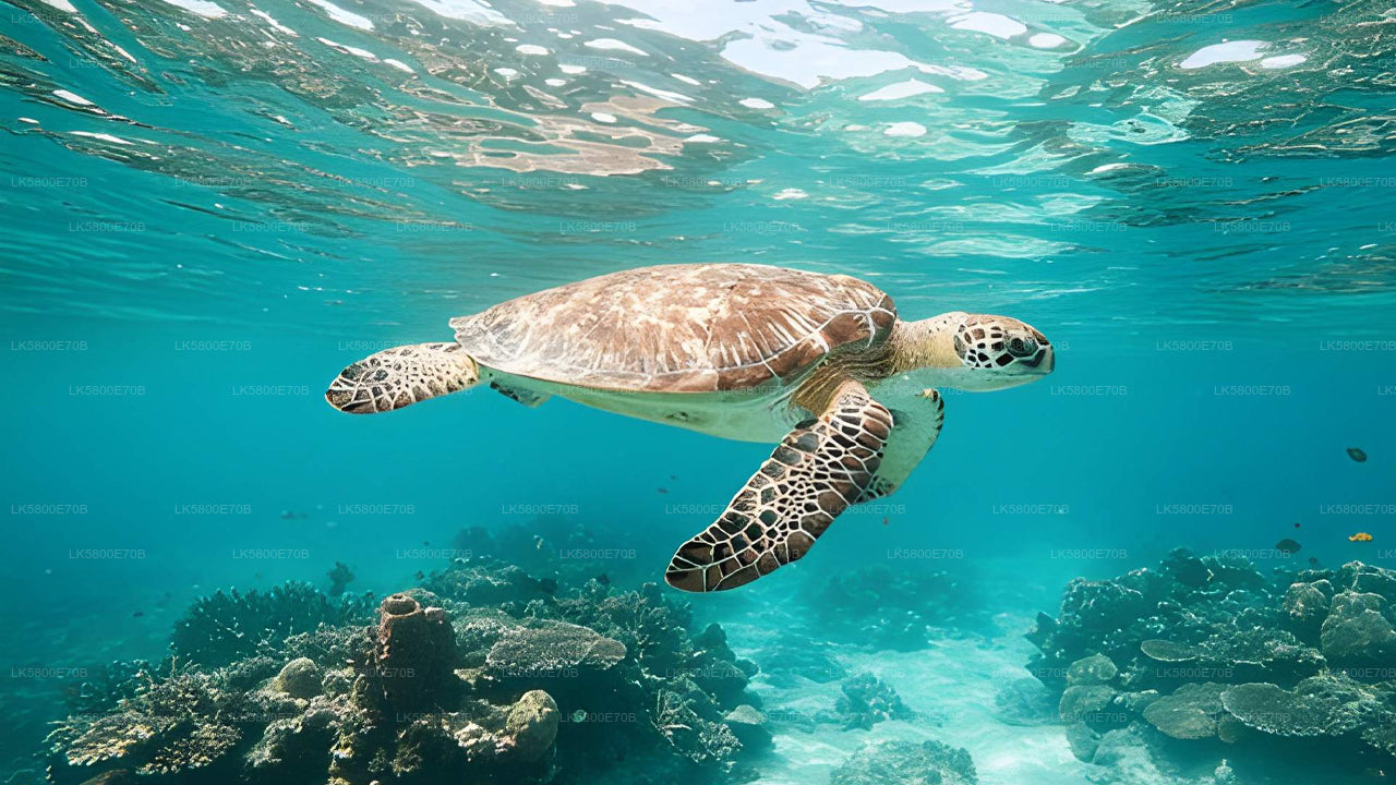Snorkeling with Sea Turtles from Pigeon Island
