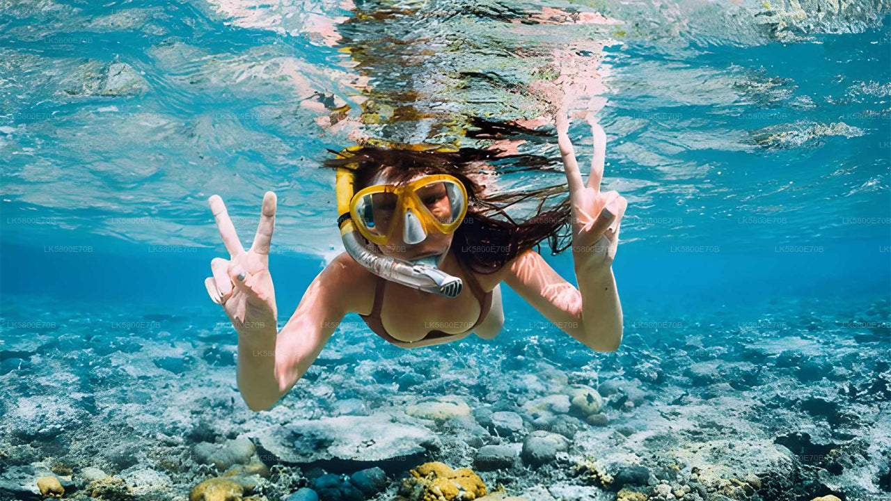 Bentota'dan Deniz Kaplumbağalarıyla Şnorkelli Yüzme