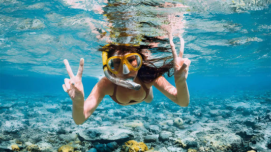 බෙන්තොට සිට මුහුදු කැස්බෑවන් සමඟ ස්නෝකර්ලිං