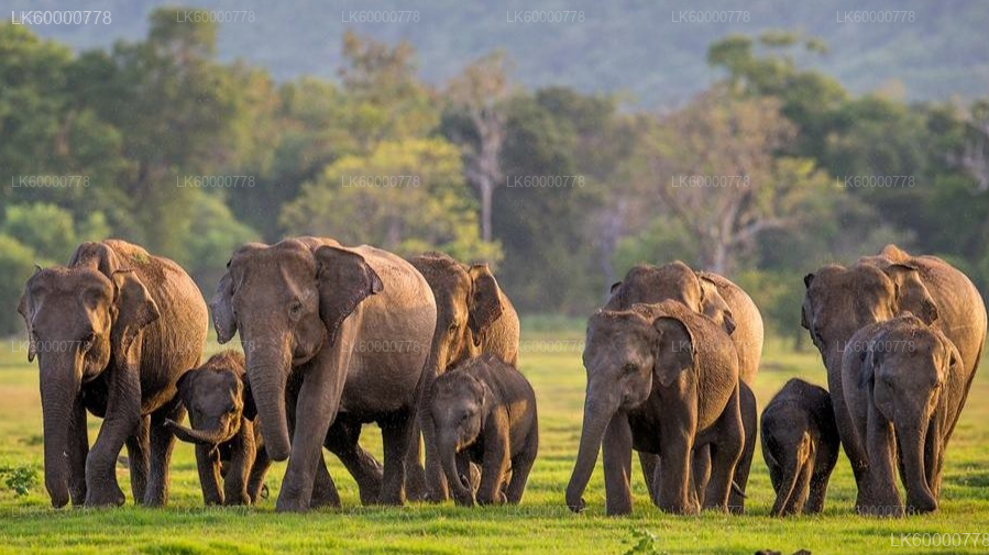 Private Tour from Trincomalee to Negombo with Sightseeing Stops