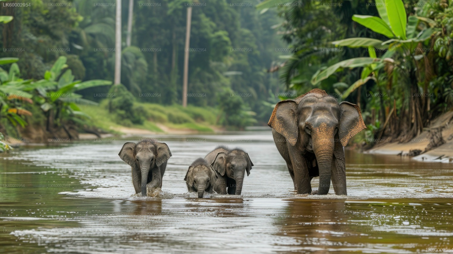 Kumana Safari and Heritage Half Day Tour from Arugam Bay
