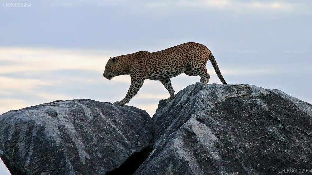 Kumana Safari and Heritage Half Day Tour from Arugam Bay