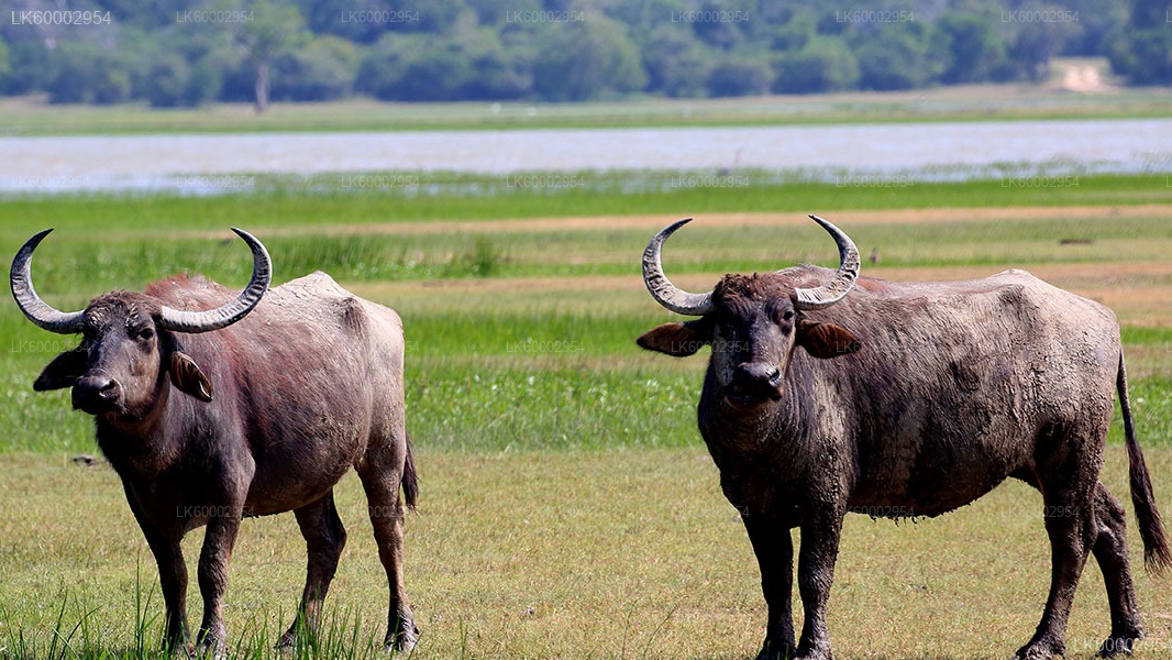 Kumana Safari and Heritage Half Day Tour from Arugam Bay