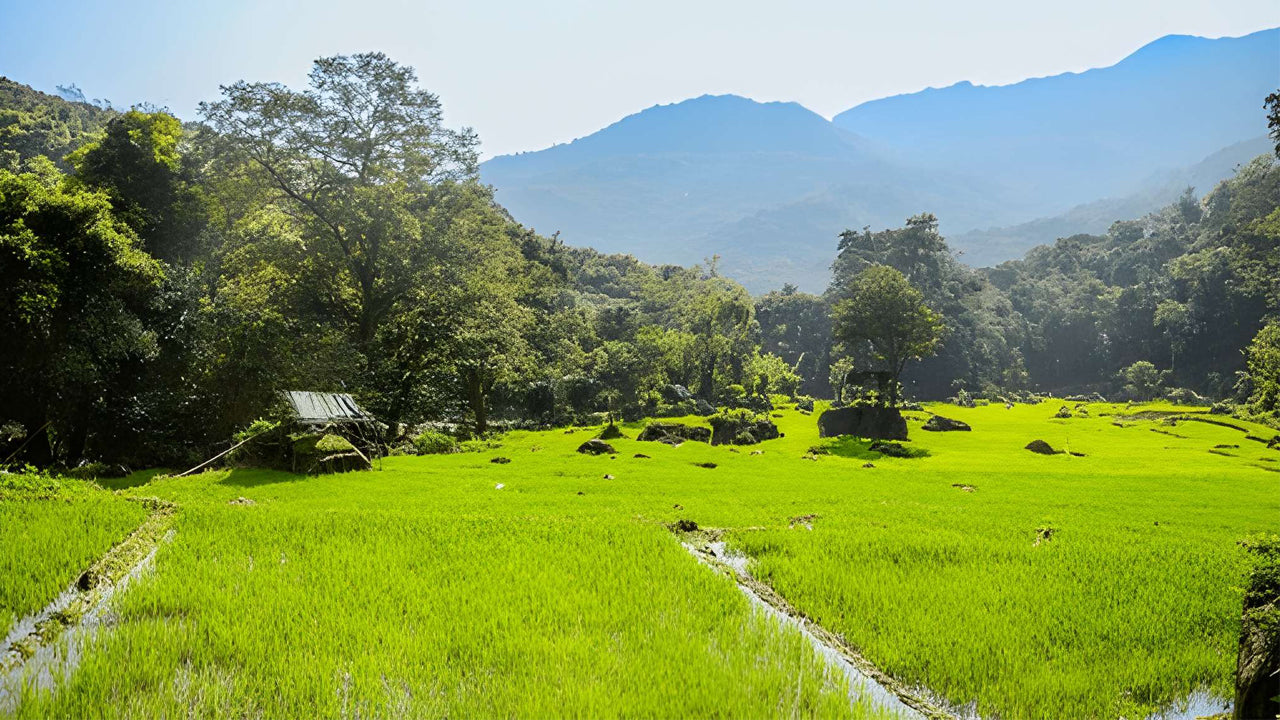 Sri Lankas landbrug, ædelmine og landsbyoplevelse af Ceylon 1850