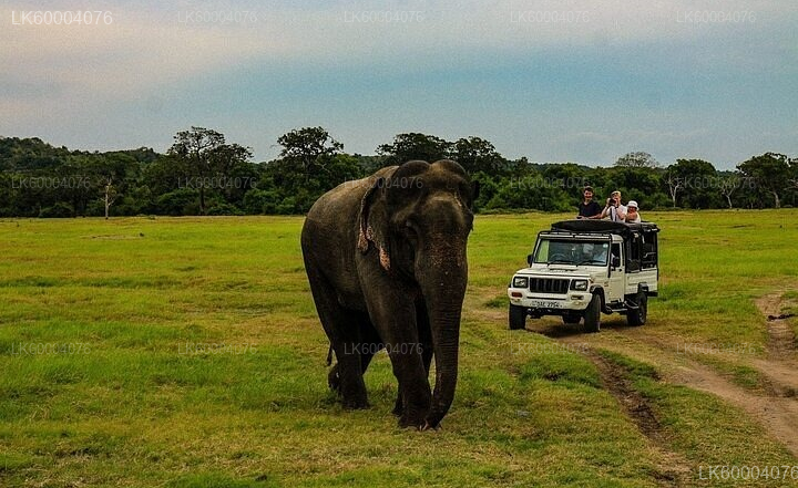 Negombo to Anuradhapura Private Transfer with Wilpattu Safari