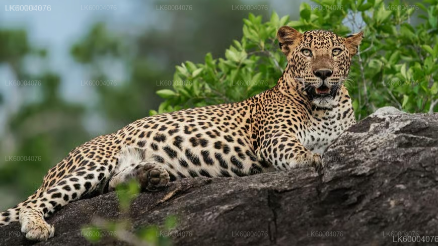 Anuradhapura to Negombo Private Transfer with Wilpattu Safari