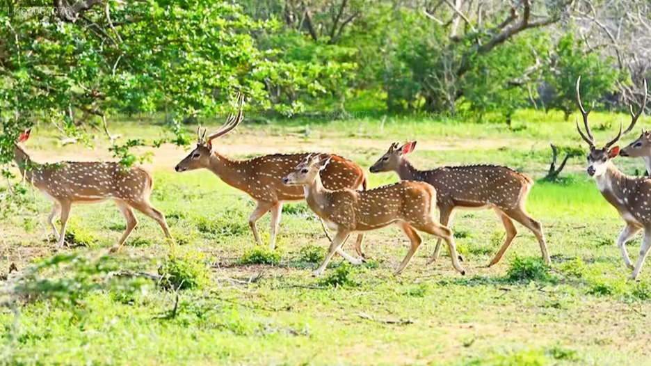 Negombo to Anuradhapura Private Transfer with Wilpattu Safari