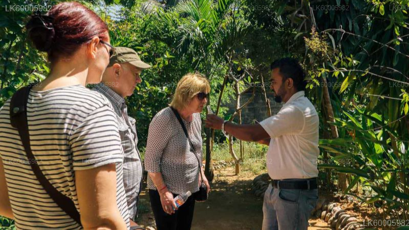 Kandy to Sigiriya Private Transfer with Sightseeing Stops