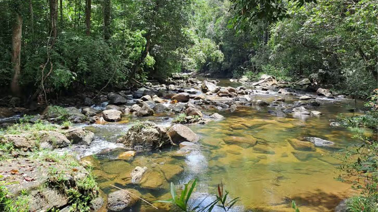 Tagesausflug in den Sinharaja-Regenwald ab Ahangama