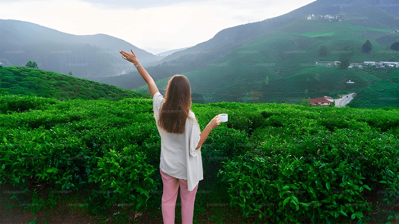 Private Transfer to Nuwara Eliya from Colombo with Scenic Stops