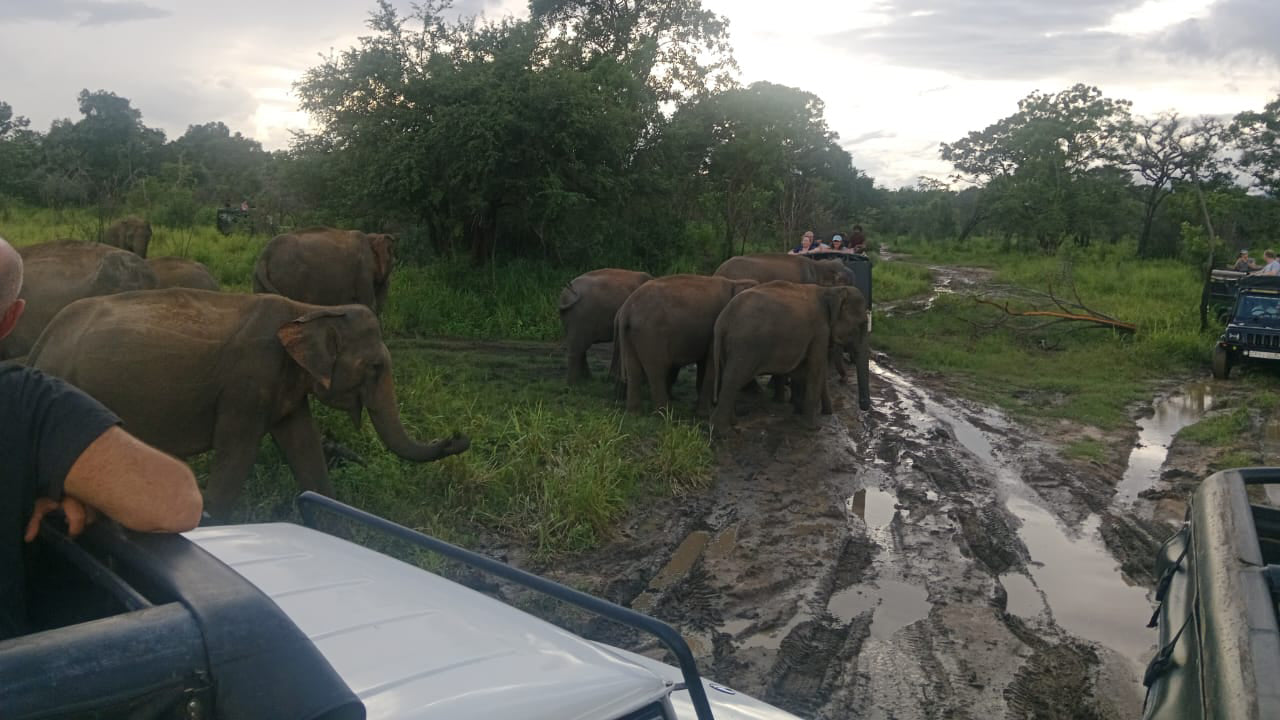 Polonnaruwa Heritage e Hurulu Eco Park Safari de Pasikuda