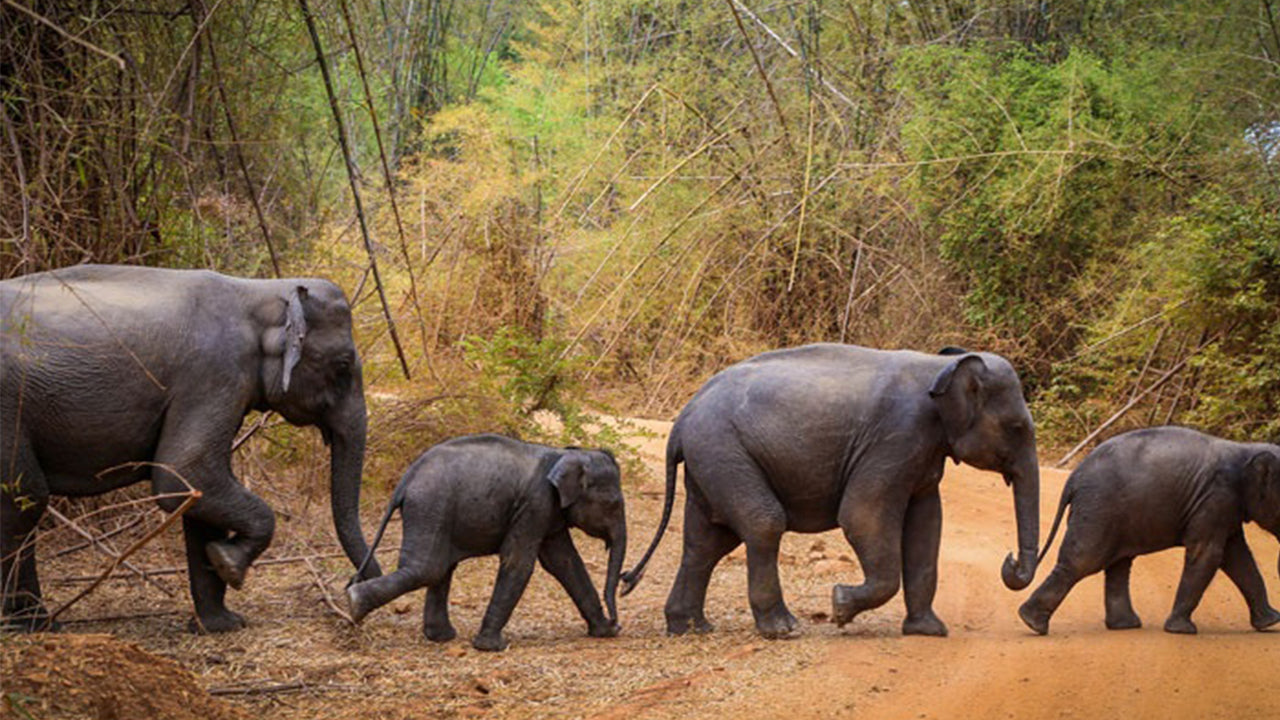 رحلة سفاري في منتزه واسغاموا الوطني من كاندي