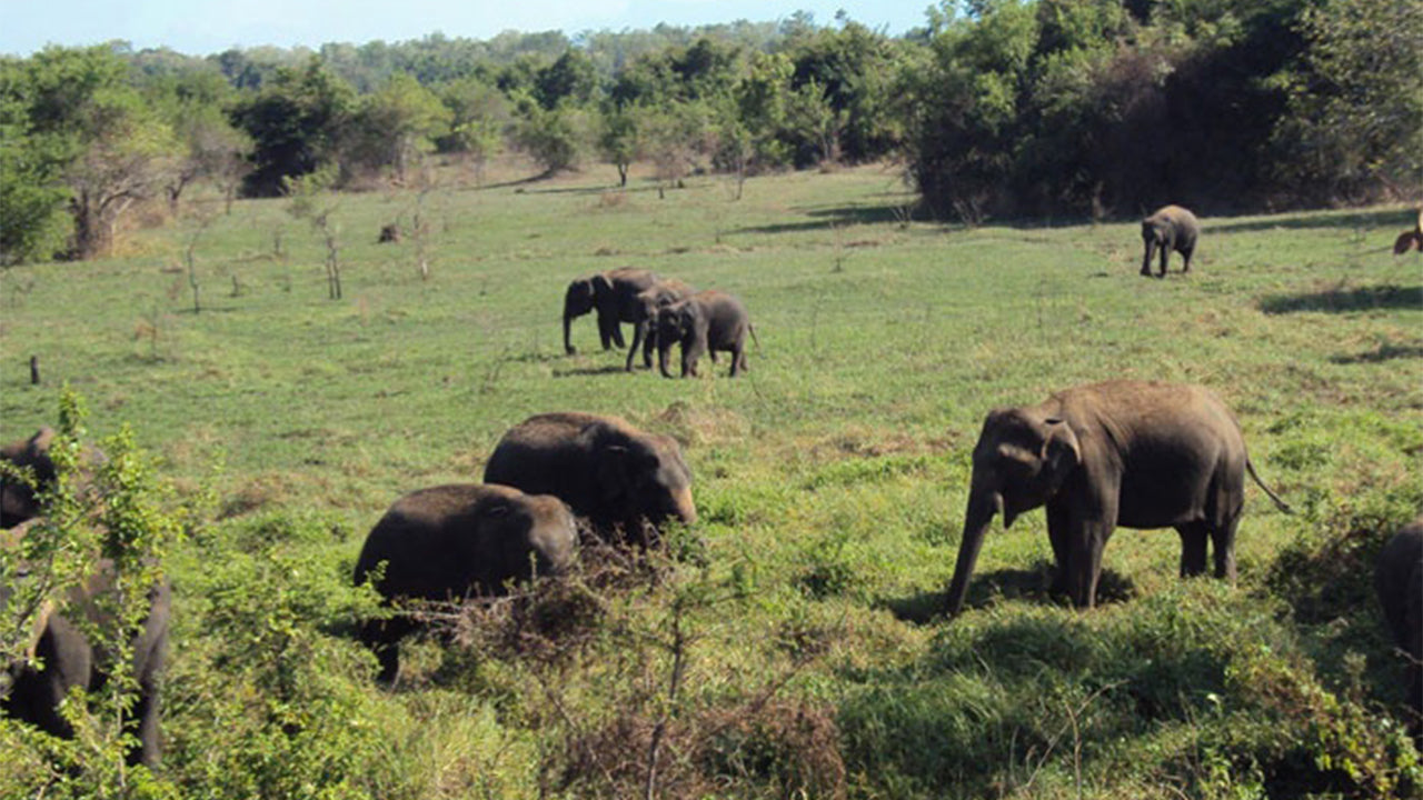 رحلة سفاري في منتزه واسغاموا الوطني من كاندي