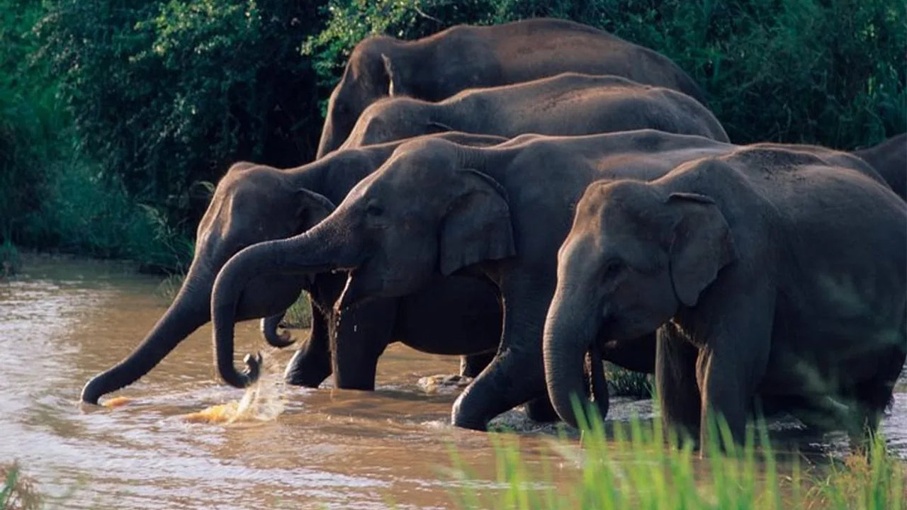 رحلة سفاري في منتزه واسغاموا الوطني من كاندي