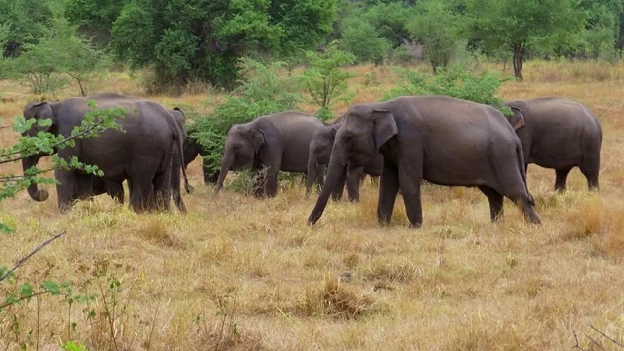 رحلة سفاري في منتزه واسغاموا الوطني من كاندي