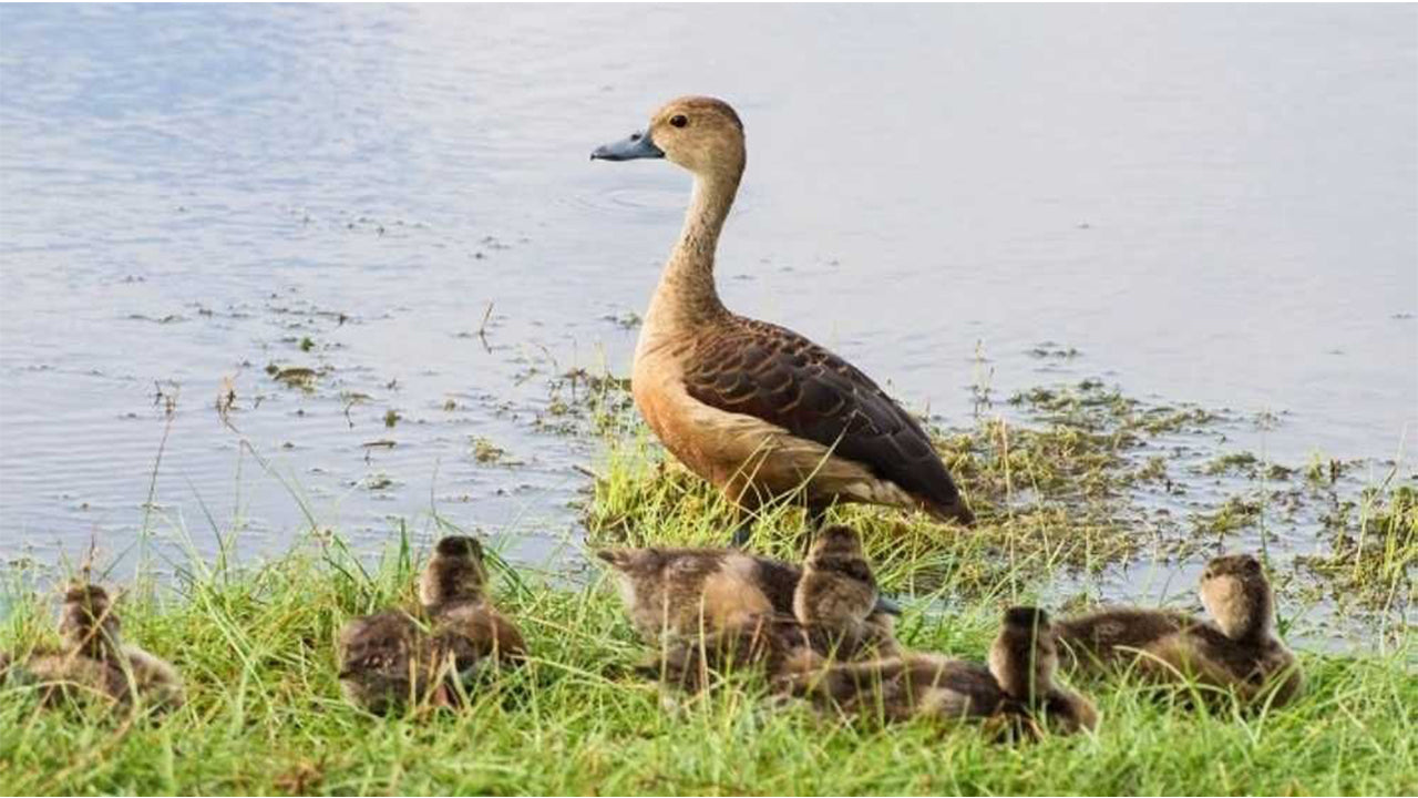 رحلة سفاري في منتزه واسغاموا الوطني من كاندي