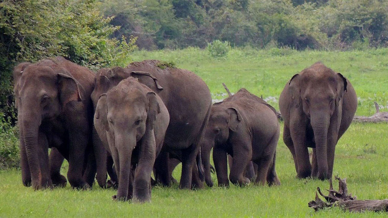 رحلة سفاري في منتزه واسغاموا الوطني من كاندي