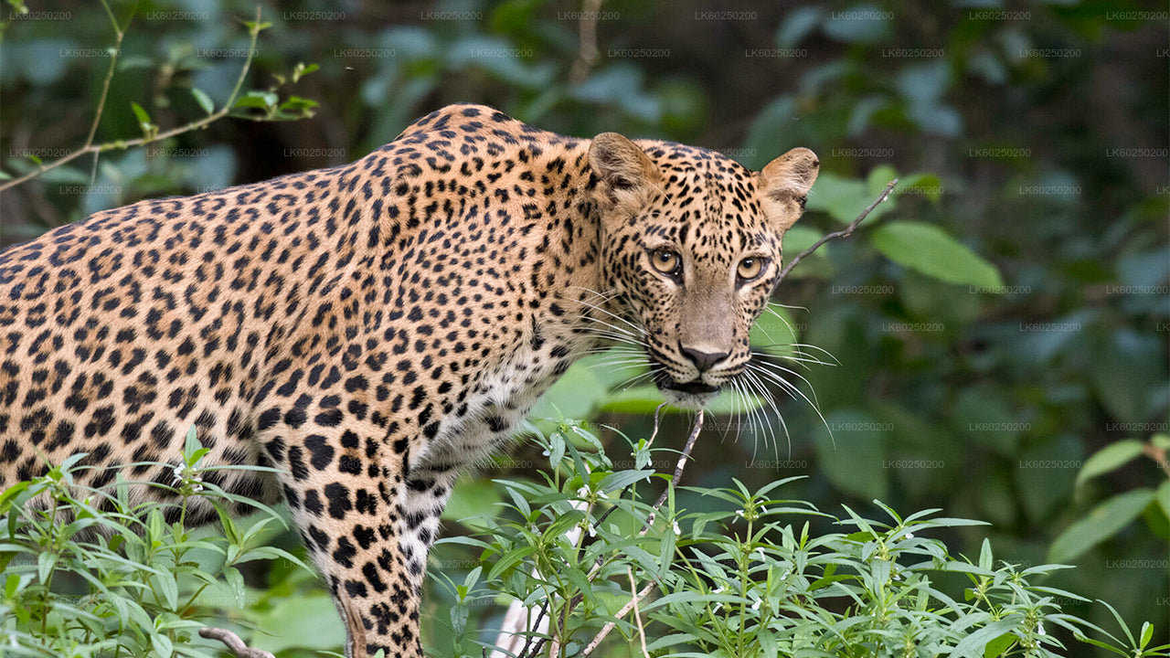 Wilderness Safari Adventure - 5