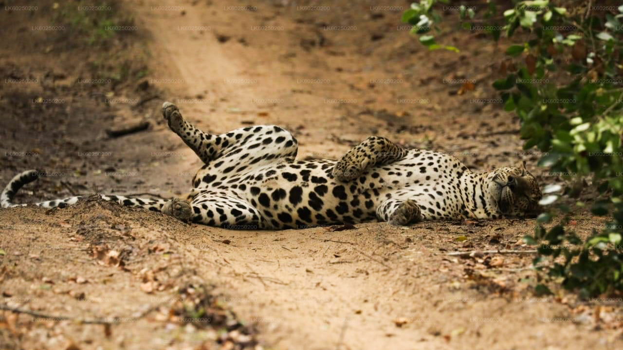 ウナワトゥナ発ヤーラ国立公園サファリ