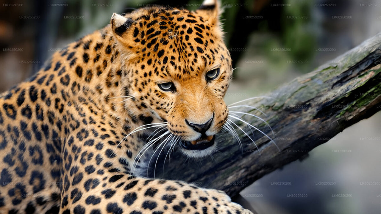 ウナワトゥナ発ヤーラ国立公園サファリ