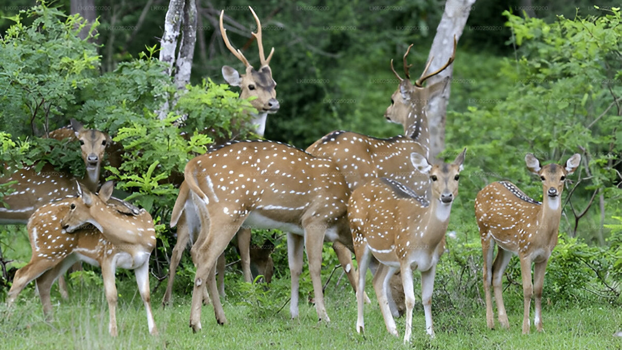 ウナワトゥナ発ヤーラ国立公園サファリ