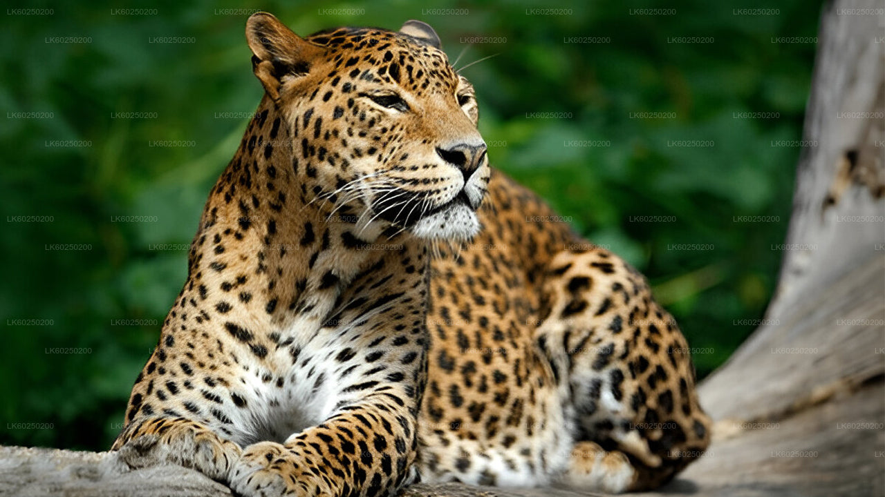 ウナワトゥナ発ヤーラ国立公園サファリ