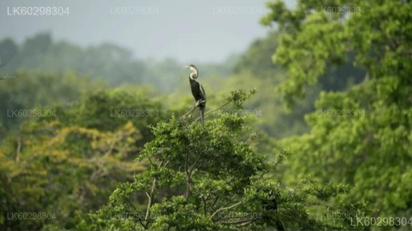 Adisham Bungalow And Thangamale Bird Sanctuary from Haputale