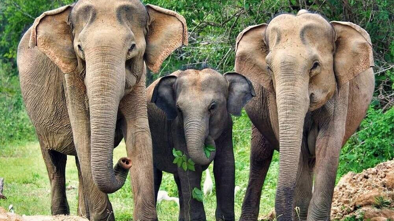 Safari en el Parque Nacional de Yala desde Weligama