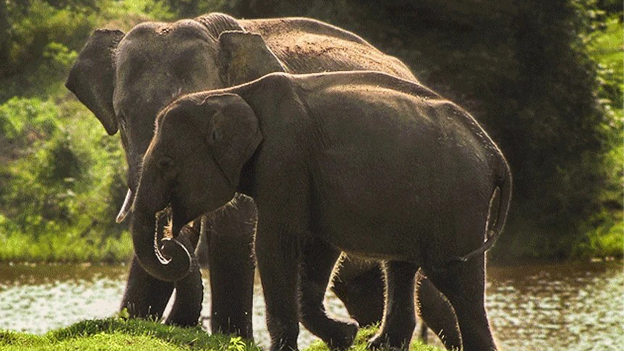 Safari en el Parque Nacional de Yala desde Weligama