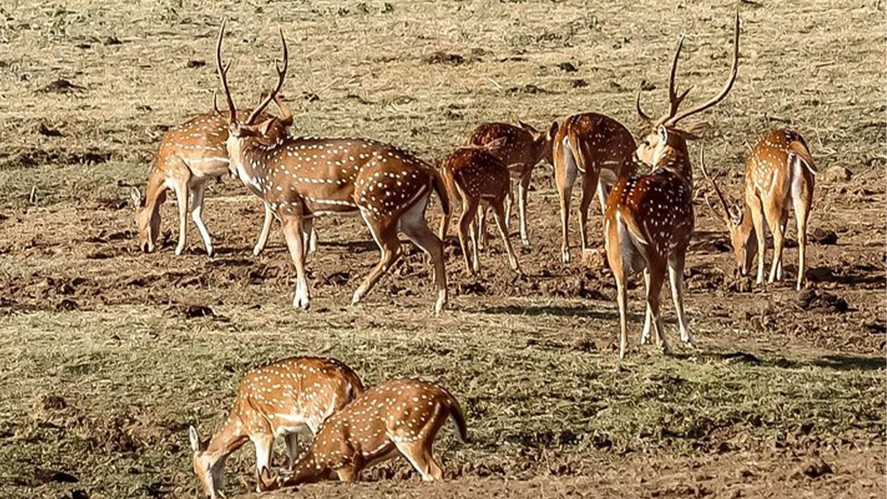 Safari in het nationale park Udawalawe vanuit Mirissa