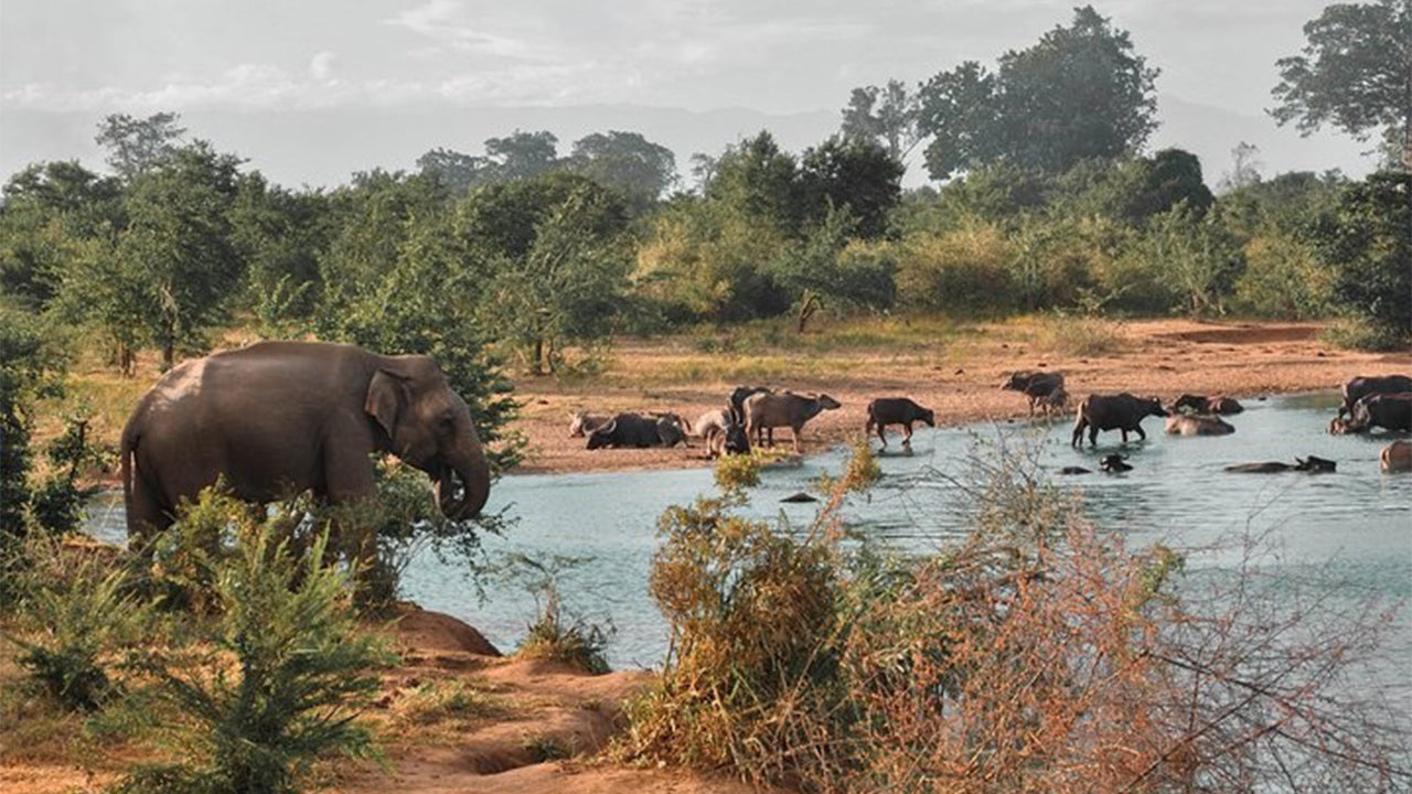 Safari in het nationale park Udawalawe vanuit Mirissa