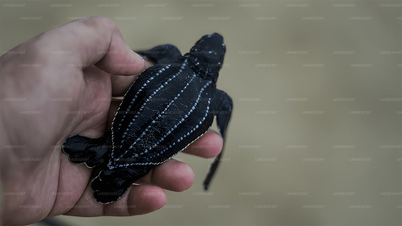 Baby Turtle Release from Mirissa