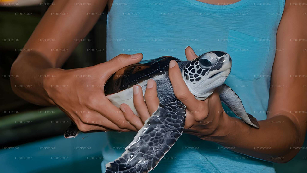Baby Turtle Release from Mirissa