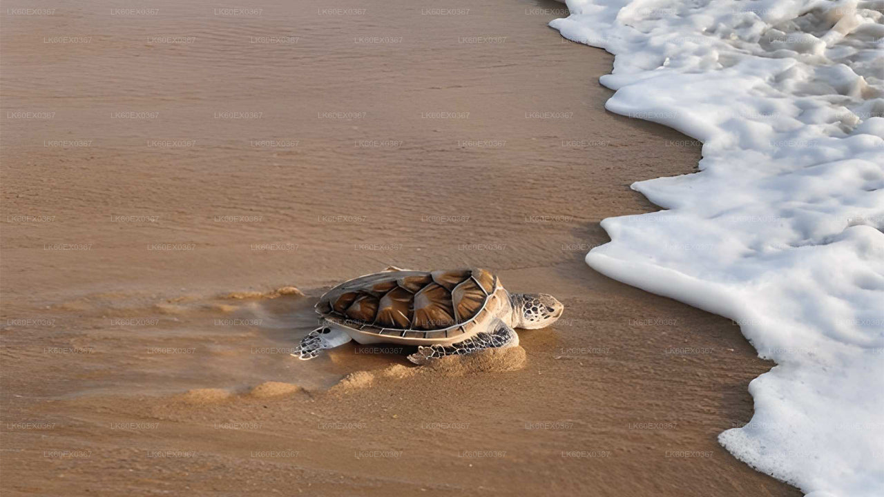 Baby Turtle Release from Mirissa