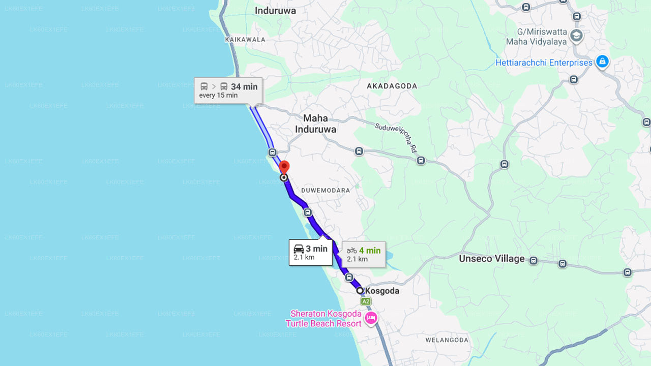 Udgivelse af babyskildpadde fra Kosgoda