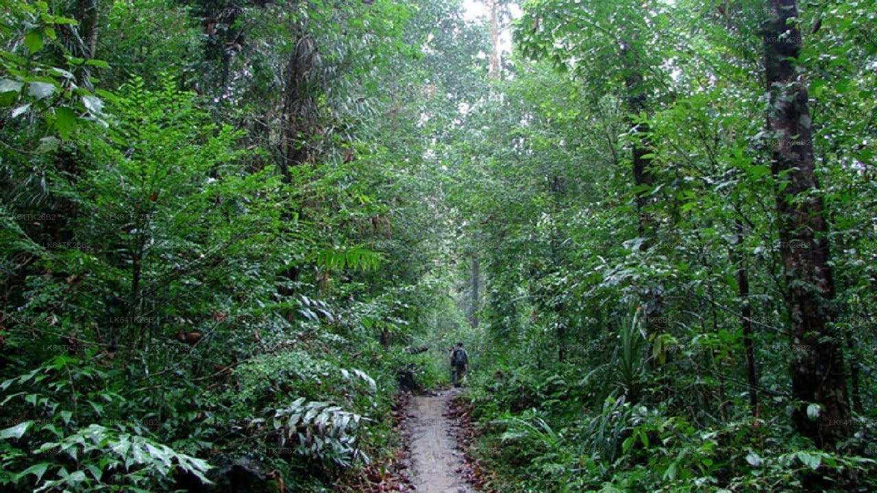 رحلة إلى صخرة الأسد من غابة سينهاراجا المطيرة