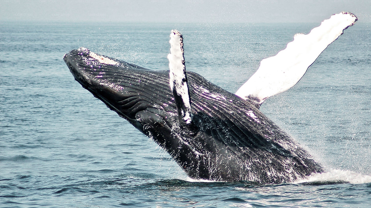 ザトウクジラ ハーフトイズ ザトウクジラ トイザらス限定 | おもちゃ通販の