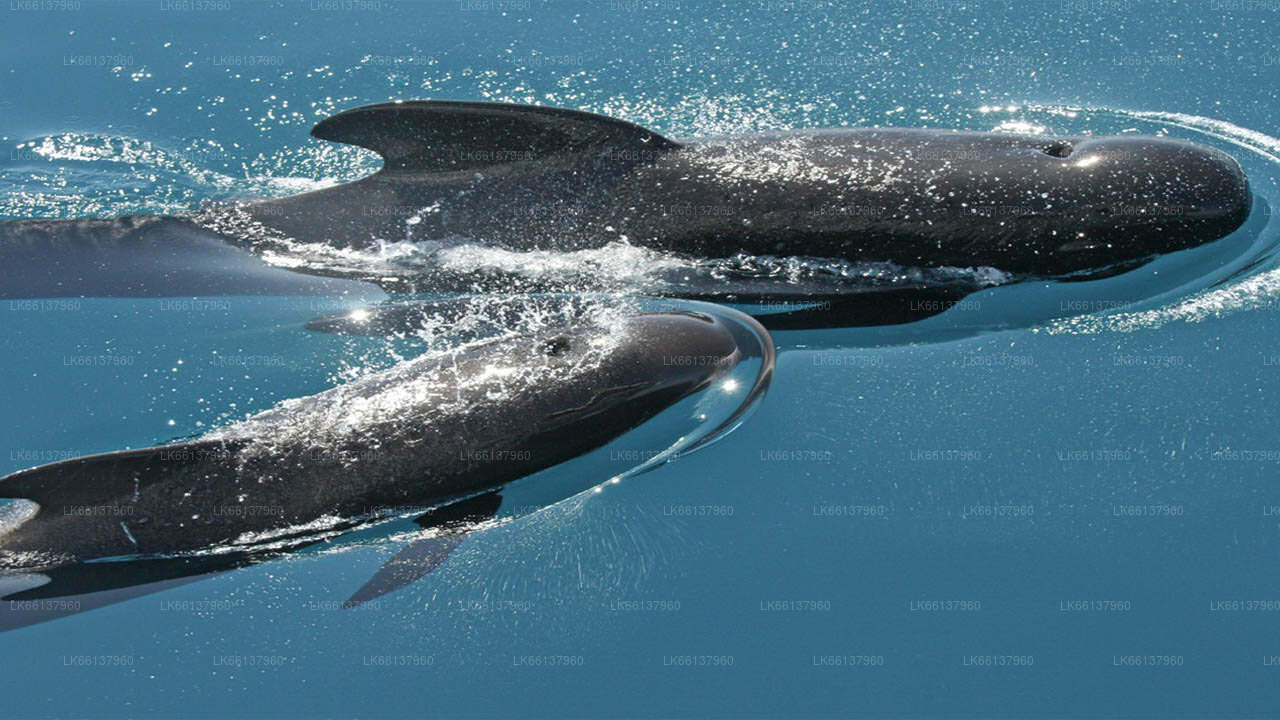 ザトウクジラ – Lakpura®