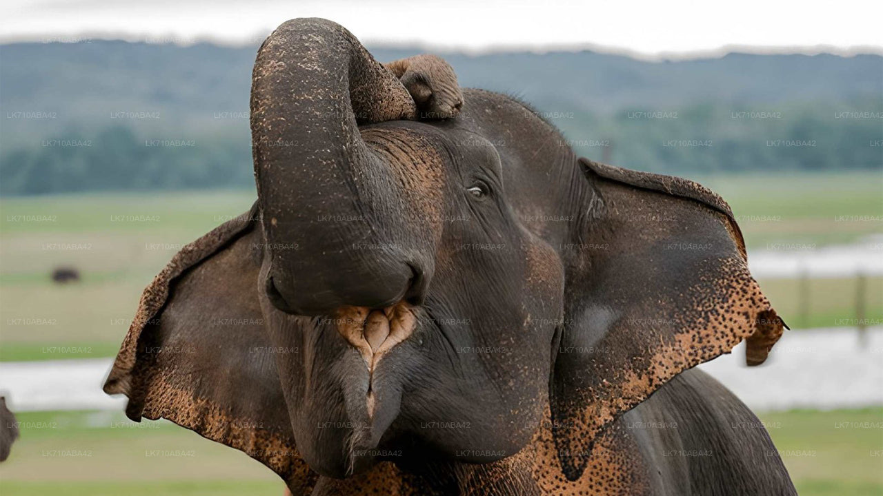 Elephant with a raised trunk in a natural setting