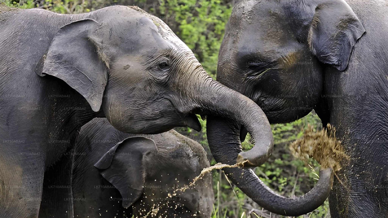 Two elephants interacting with each other in a natural setting