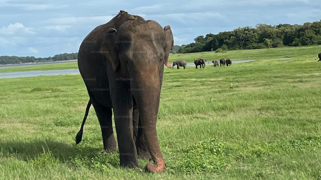 Elephant walking on a grassy field with other elephants in the background