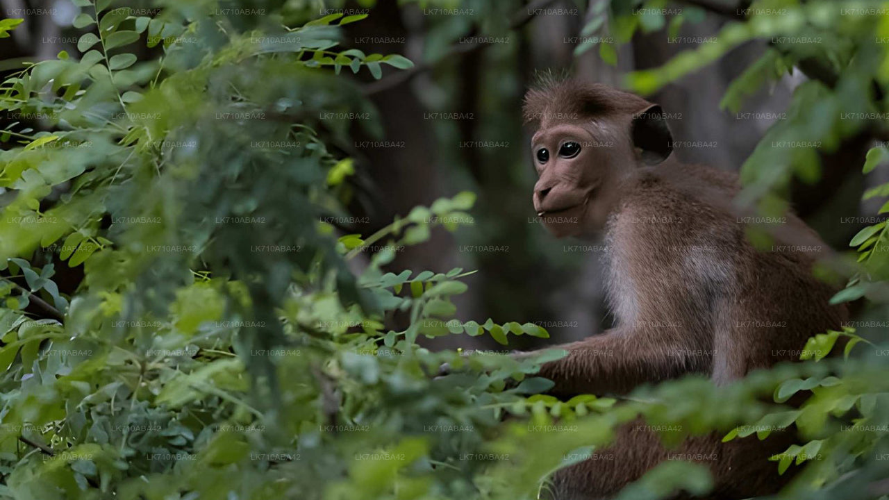 Young monkey peeking through green foliage in a forest setting